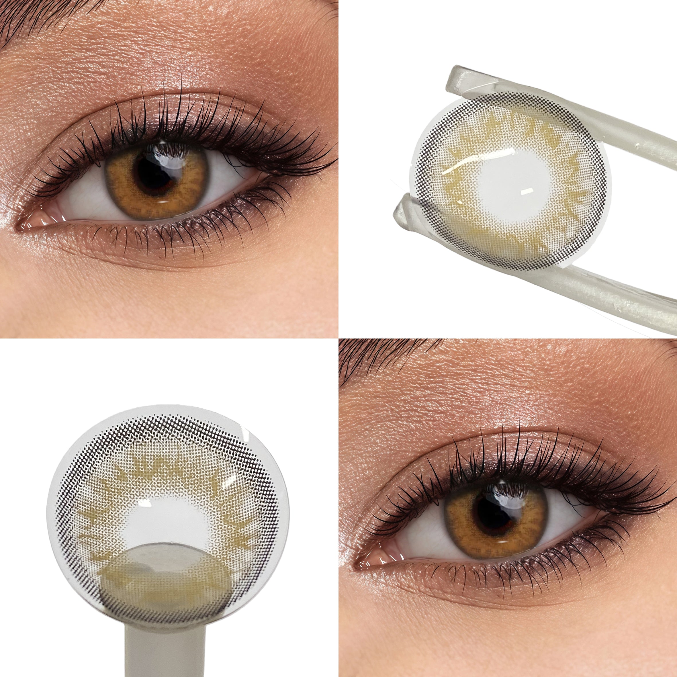 Himalaya Brown (1-Year)